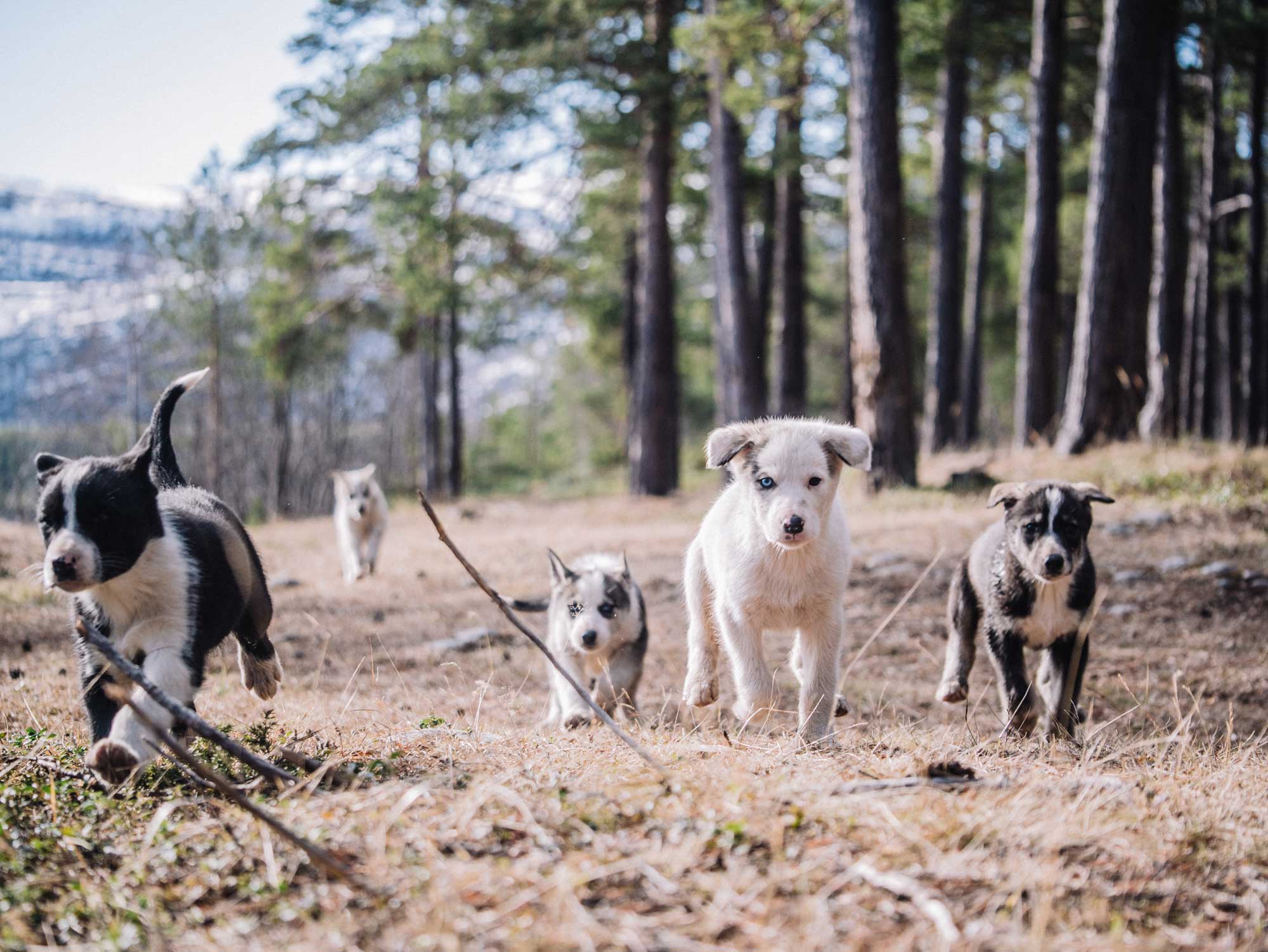 trasti - trine husky valper sommer