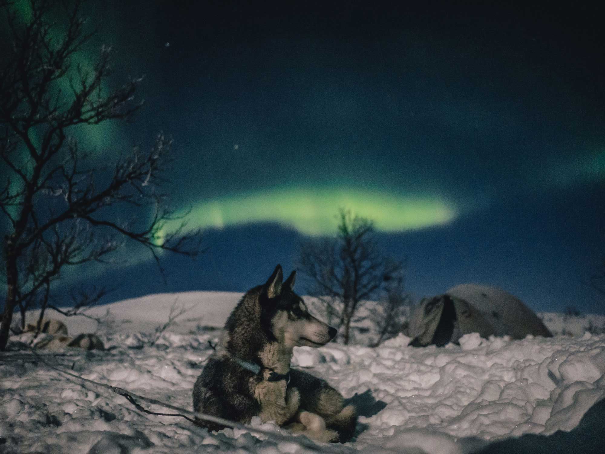 Trasti og trine nordlystur